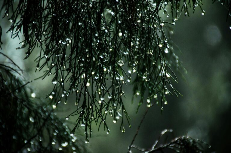 Indian Monsoon Magic: Destinations That Come Alive in the Rain